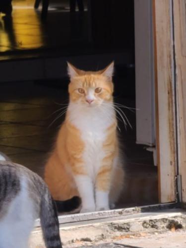 Lost Male Cat last seen Sunrise and Bell Ave, Fort Pierce, FL 34982