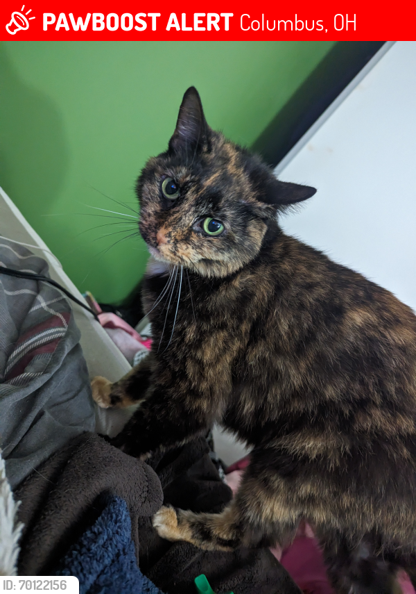 Lost Female Cat last seen Bar Harbor Rd and Mock Rd, Columbus, OH 43219