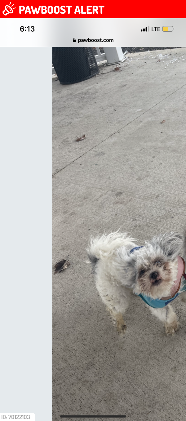 Lost Male Dog last seen Corinthian ave  19029, Tinicum Township, PA 19029