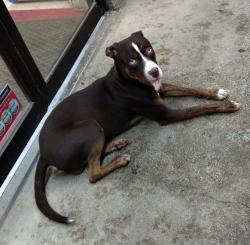 Reunited Male Dog last seen Toepperwein and FM-1976, Converse, TX 78109