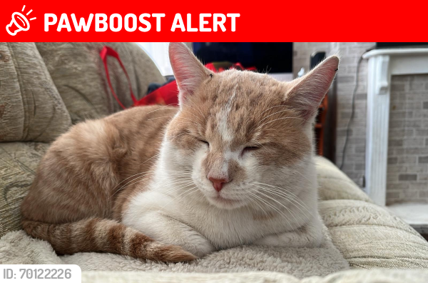 Lost Male Cat last seen yule road, coventry, West Midlands, England CV2