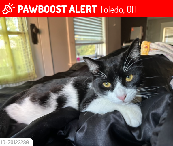 Lost Male Cat last seen Upton and Monroe Street, Toledo, OH 43606