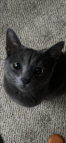 Lost Male Cat last seen Foxhill drive, Indianapolis, IN 46228