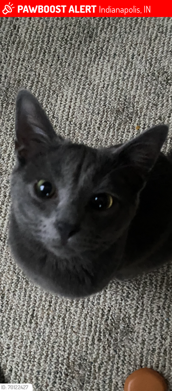 Lost Male Cat last seen Foxhill drive, Indianapolis, IN 46228