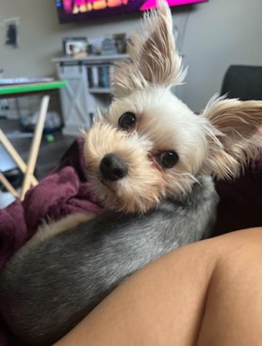 Lost Male Dog last seen Manchester and Martin, New Orleans, LA 70126