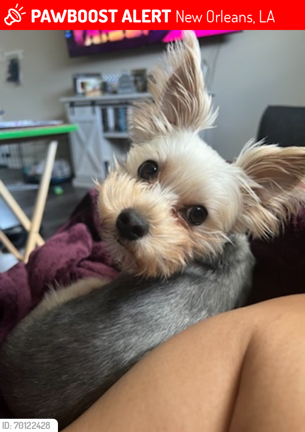 Lost Male Dog last seen Manchester and Martin, New Orleans, LA 70126