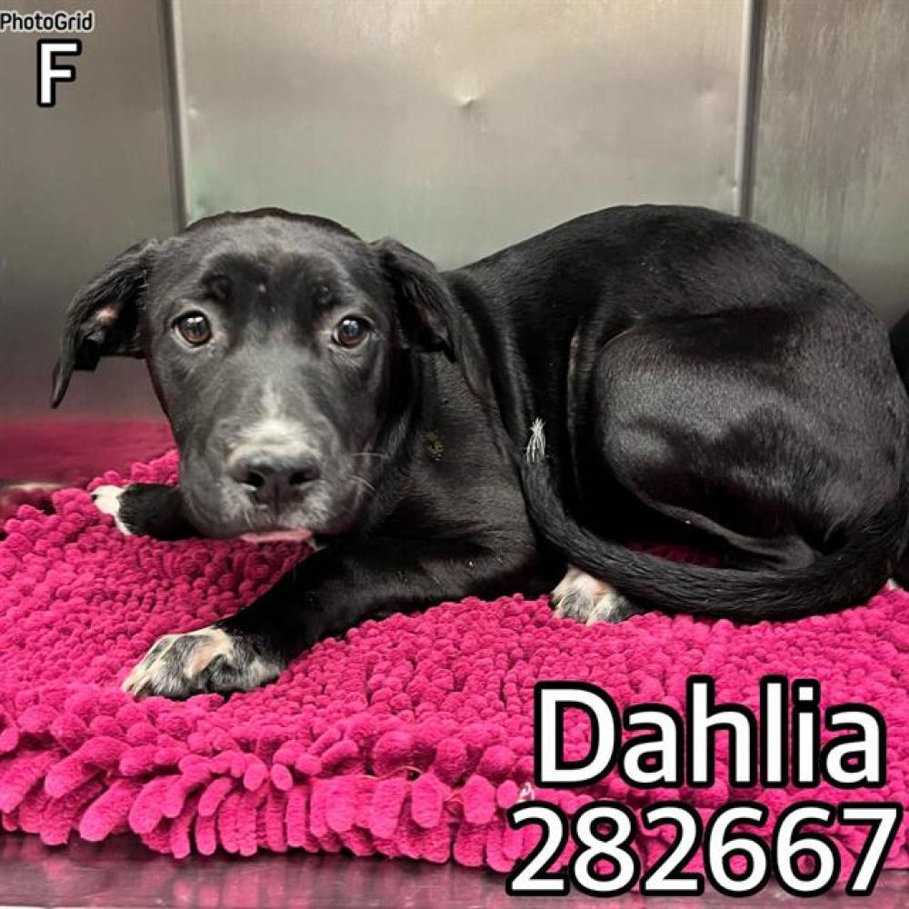 Shelter Stray Female Dog last seen DALE DR, Macon, GA 31216