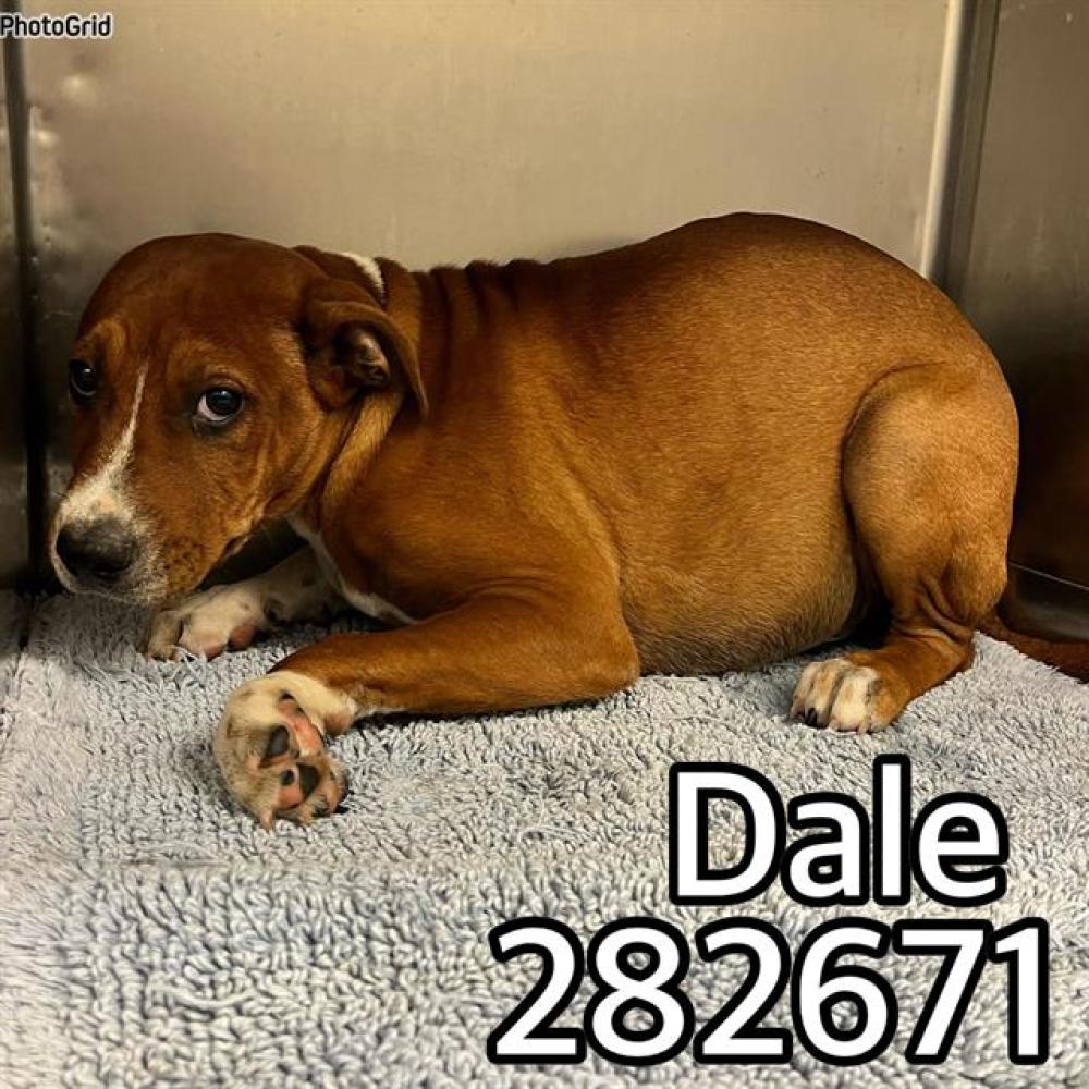 Shelter Stray Male Dog last seen DALE DR, Macon, GA 31216