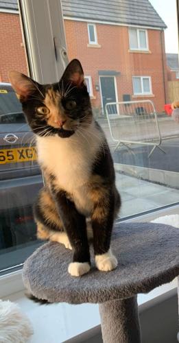 Lost Female Cat last seen Biddulph Road, Stoke-on-Trent, England ST6 6UZ
