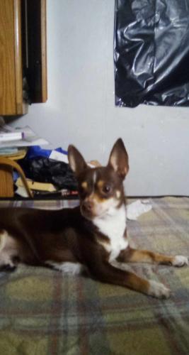 Lost Male Dog last seen Kelly Ave , Brent, FL 32505