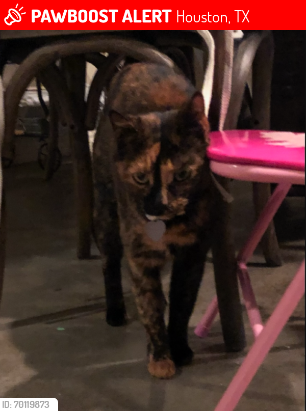 Lost Female Cat last seen Palace Pines Dr 77339, Houston, TX 77345