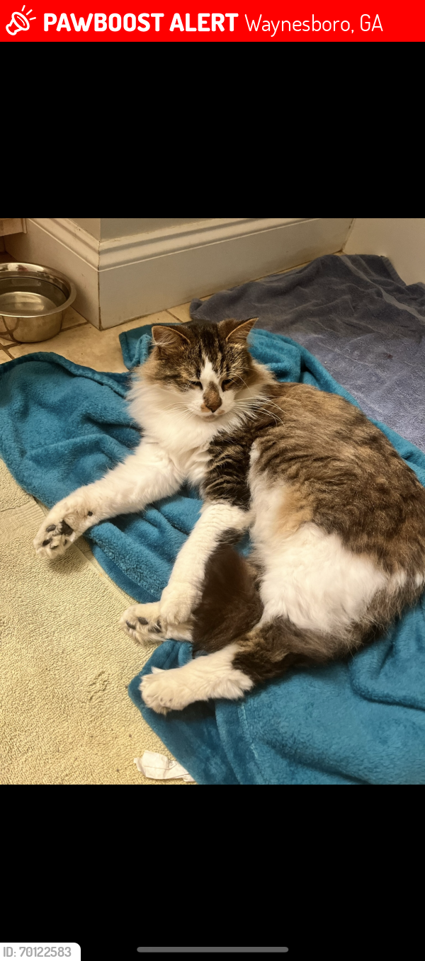 Lost Male Cat last seen Shell Station, Aiken, SC 29803