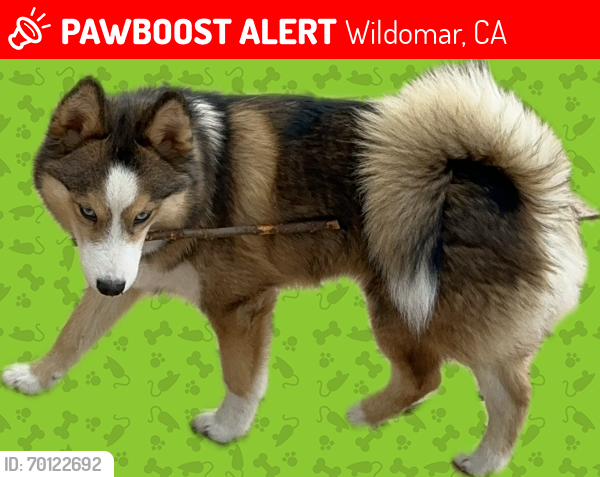 Lost Male Dog last seen Trails behind The Farm Rd Wildomar/Menifee , Wildomar, CA 92595