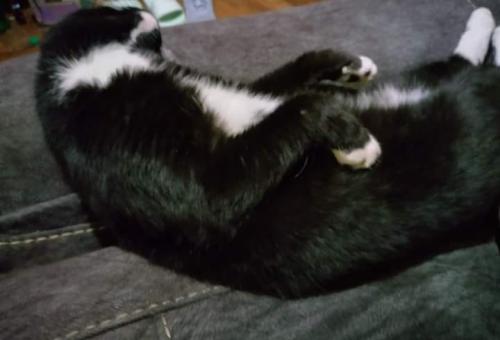 Lost Male Cat last seen Near lancaster street. Stanford ky 40484, Stanford, KY 40484