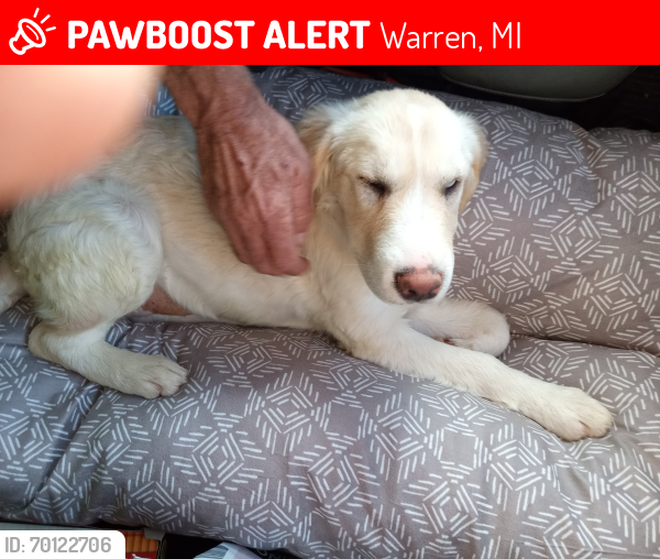 Lost Female Dog last seen Hoover rd and 8 1/2 mile, Warren, MI 48093