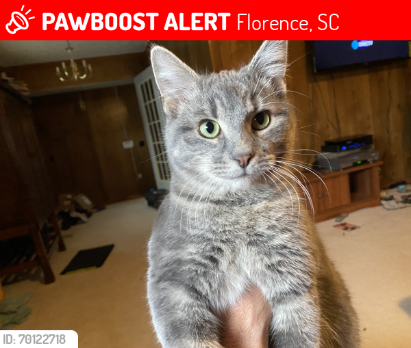 Lost Male Cat last seen At the Pilot off I-95 exit 164 Hwy 52, Florence, SC 29501
