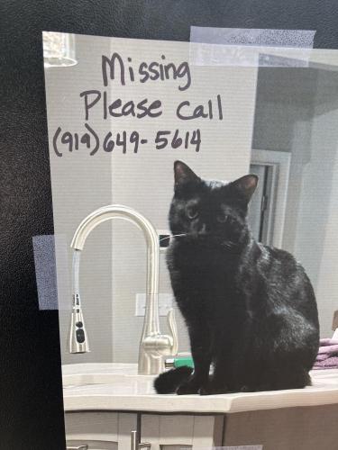 Lost Male Cat last seen Near Brushford Ln.  Wake Forest, NC, Wake Forest, NC 27587