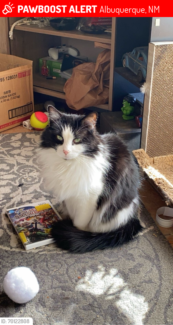 Lost Female Cat last seen Euclid and Dartmouth, Albuquerque, NM 87106