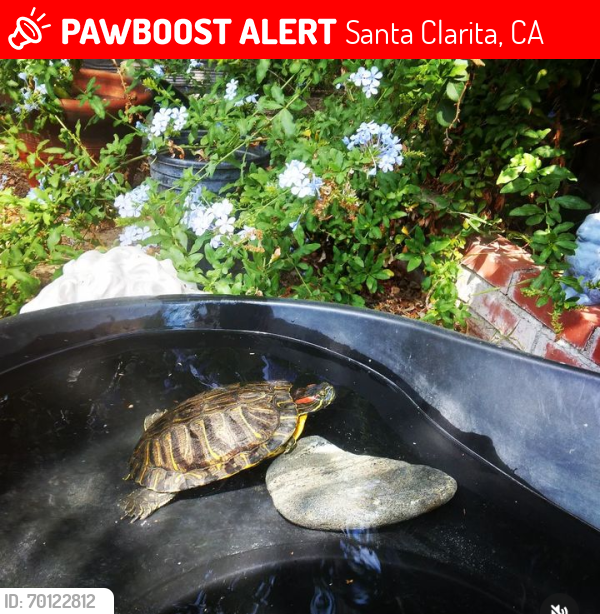 Lost Female Reptile last seen Camp plenty , Santa Clarita, CA 91351