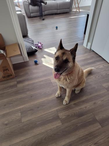 Lost Male Dog last seen Vincent and n Francis Ave Ingleside IL, Grant Township, IL 60041