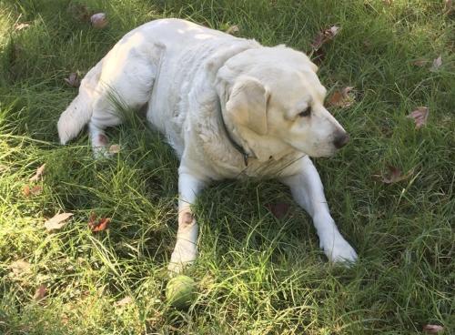 Lost Female Dog last seen French Prairie Rest Area - Northbound, Aurora, OR 97002
