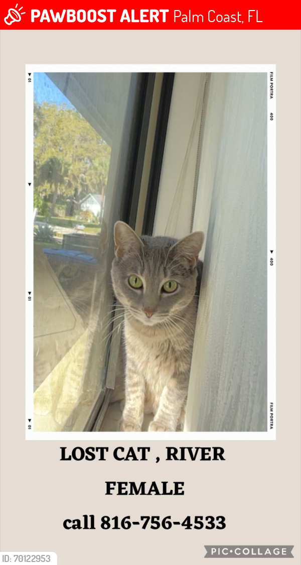 Lost Female Cat last seen Palm Coast Pkwy and Old Kings, Palm Coast, FL 32137