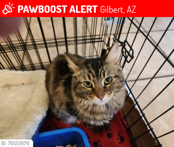 Lost Unknown Cat last seen Higley & Baseline , Gilbert, AZ 85234