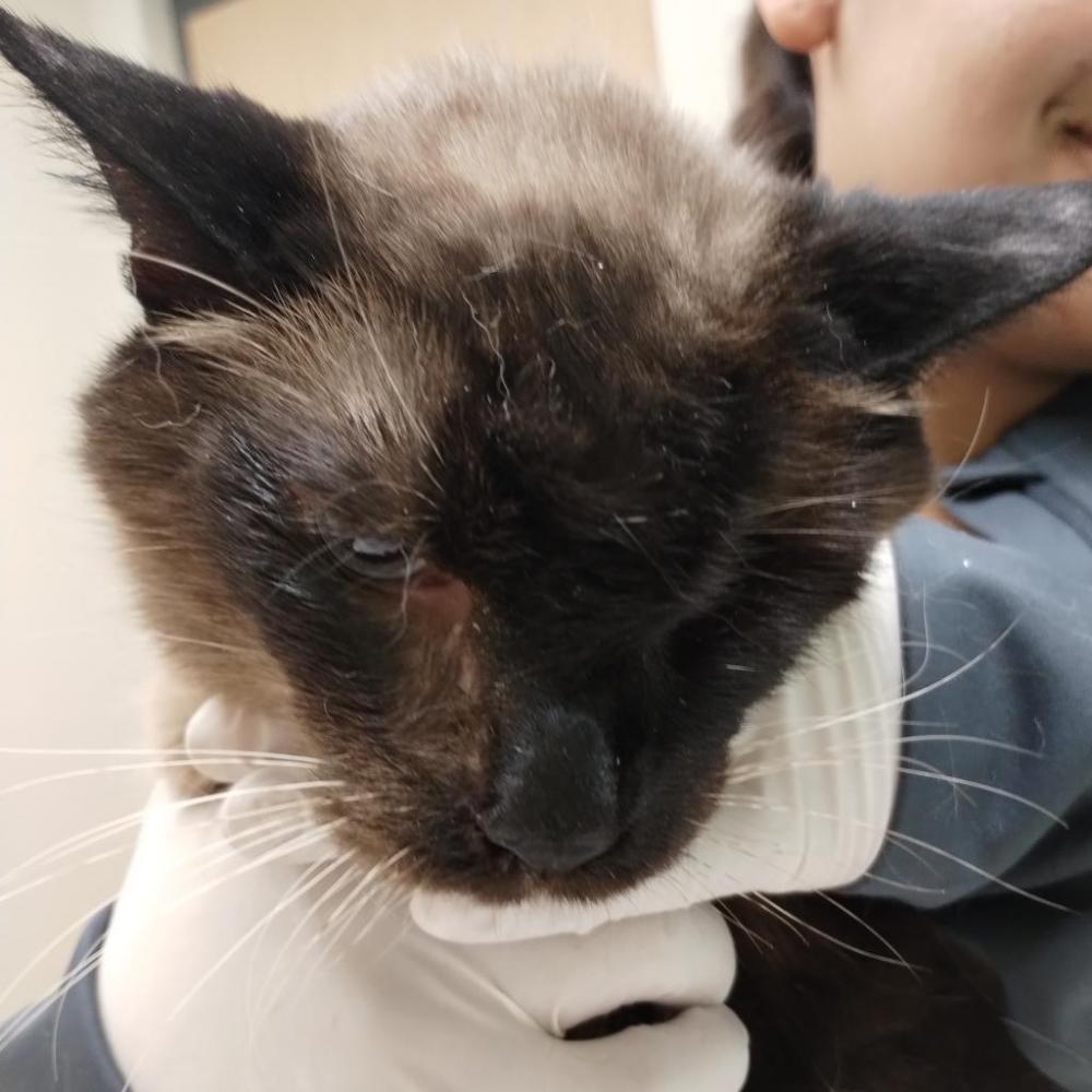 Shelter Stray Male Cat last seen , Jacksonville, FL 32216