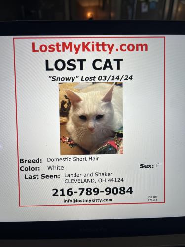 Lost Female Cat last seen Shaker and lander near The Country Club, Cleveland, OH 44124