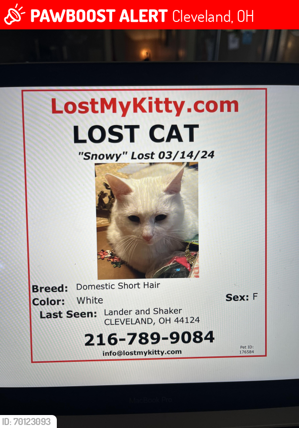 Lost Female Cat last seen Shaker and lander near The Country Club, Cleveland, OH 44124