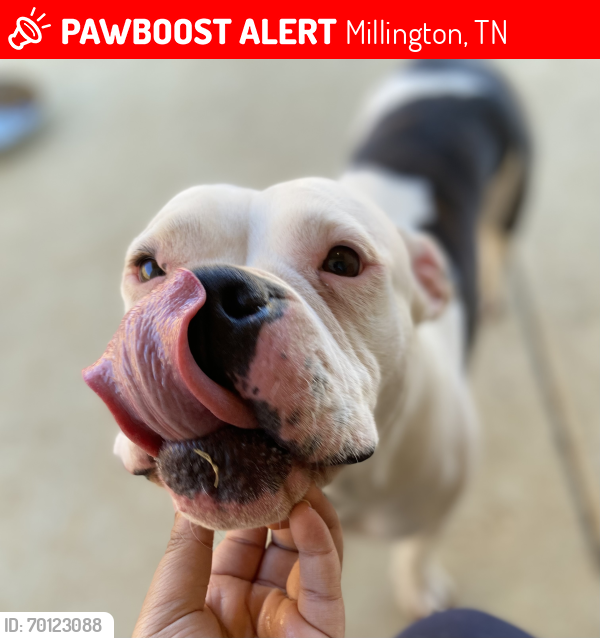Lost Female Dog last seen Shelby Road, Millington, TN 38053