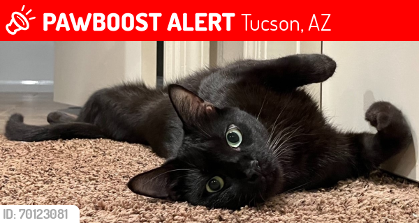Lost Male Cat last seen S Houghton Rd & E Old Spanish Trail, Tucson, AZ 85748