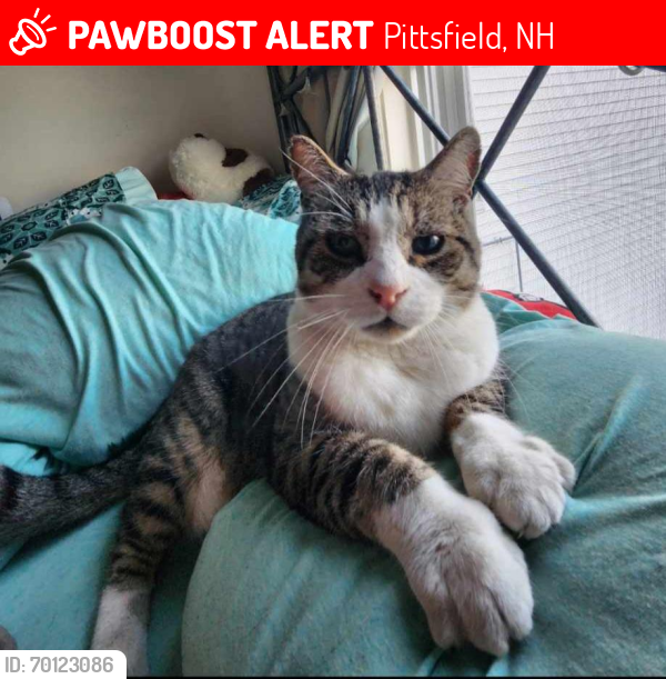 Lost Male Cat last seen  .He escaped leaving the vets when his crate broke and ran off scared . Pittsfield Veterinary Clinic, Pittsfield, NH 03263