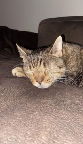 Lost Male Cat last seen Brothers Pizza , York, PA 17408