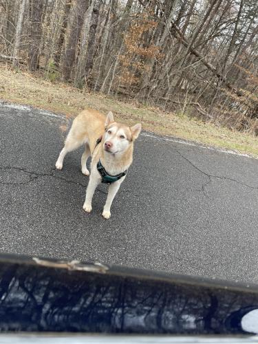 Found/Stray Unknown Dog last seen Pierce Rd, Gainesville, GA 30507