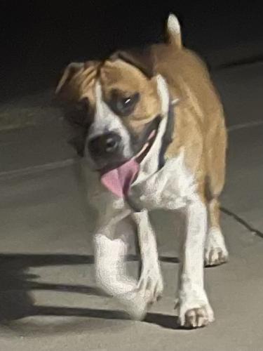 Lost Male Dog last seen Belmont and Villa , Roosevelt, CA 93727