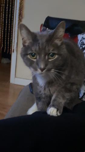 Lost Male Cat last seen Taylor St by Al’s Beef, Chicago, IL 60607