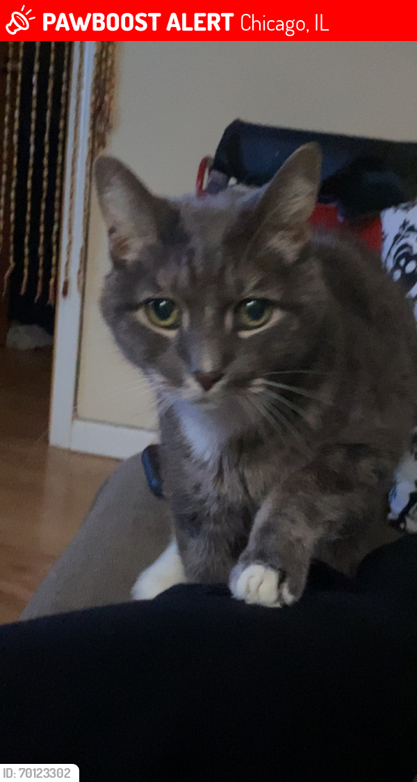 Deceased Male Cat last seen Taylor St by Al’s Beef, Chicago, IL 60607