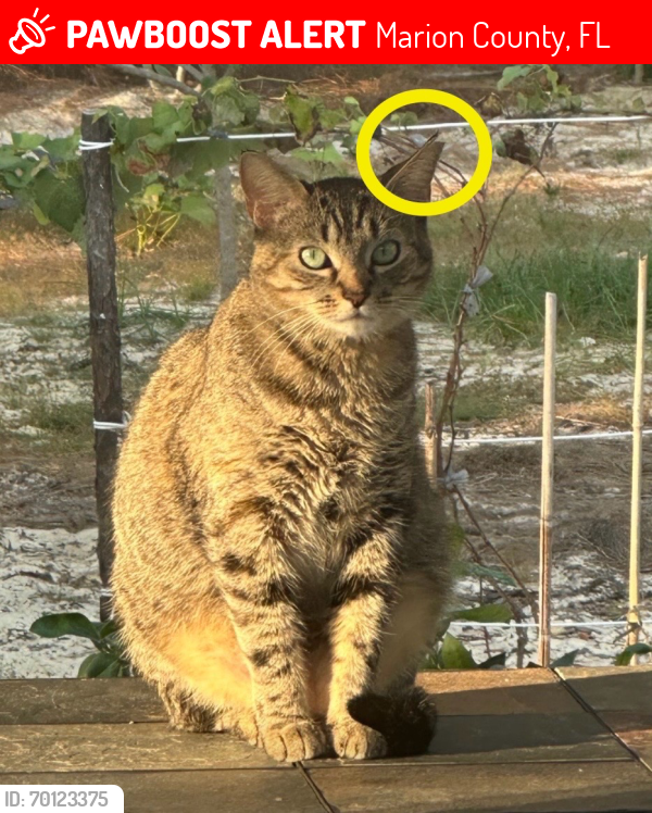 Lost Female Cat last seen Marion Oak Pass, Marion County, FL 34473