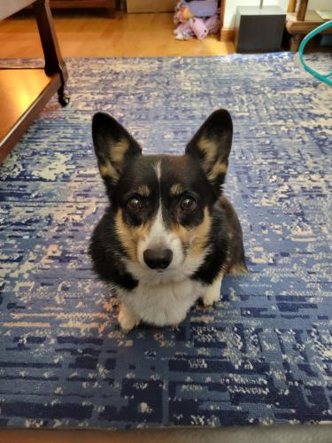 Lost Female Dog last seen BY THE AIRPORT, Manchester, NH 03103