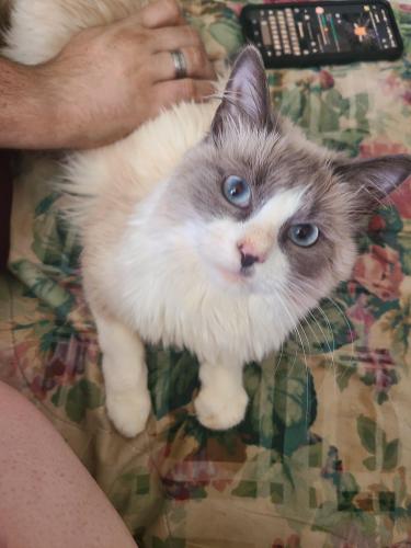 Lost Female Cat last seen Cleburne Parkway, Powder Springs, GA 30127