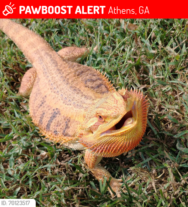 Lost Female Reptile last seen the bushes in front of 145 Morningside Dr. Apts. 2 and 3, Athens, GA 30605