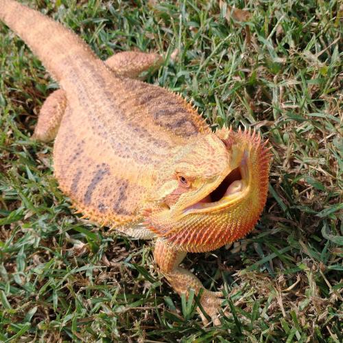 Lost Female Reptile last seen the bushes in front of 145 Morningside Dr. Apts. 2 and 3, Athens, GA 30605