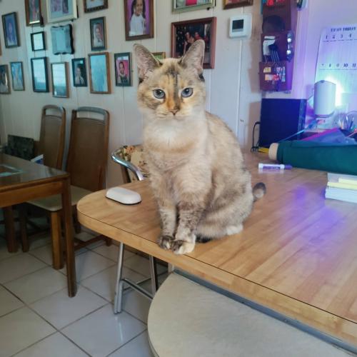 Lost Female Cat last seen Bignonia st melb fl, Melbourne, FL 32901