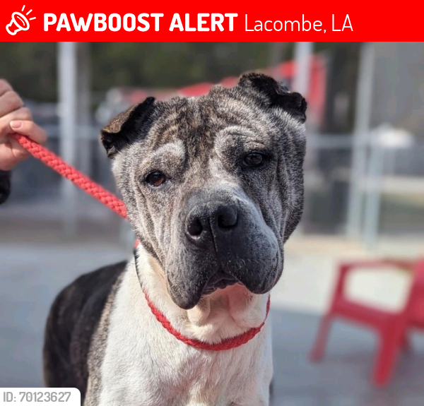 Lost Female Dog last seen Missouri , Lacombe, LA 70445