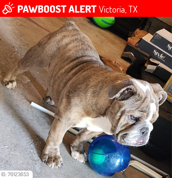 Lost Female Dog last seen Lancaster St , Victoria, TX 77904