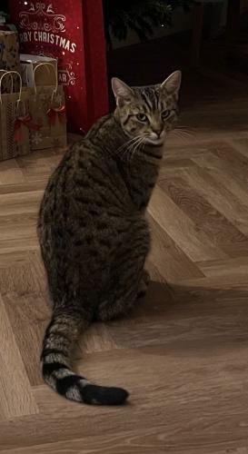 Lost Male Cat last seen Cathays cemetry, Cardiff, Wales CF14