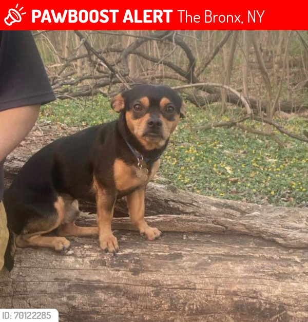 Lost Male Dog last seen Allerton Bronx ny , The Bronx, NY 10469