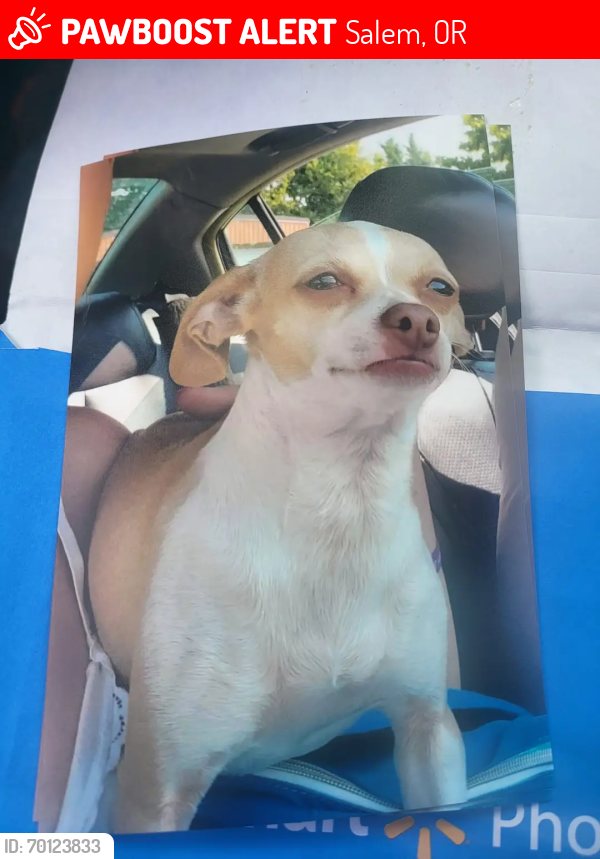 Lost Female Dog last seen Motel 6 hawthorn Ave, Salem, OR 97301