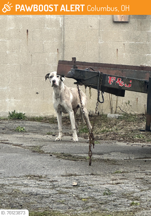 Found/Stray Male Dog last seen Corner of 5th and Joyce Ave. Behind Autobody shop., Columbus, OH 43219
